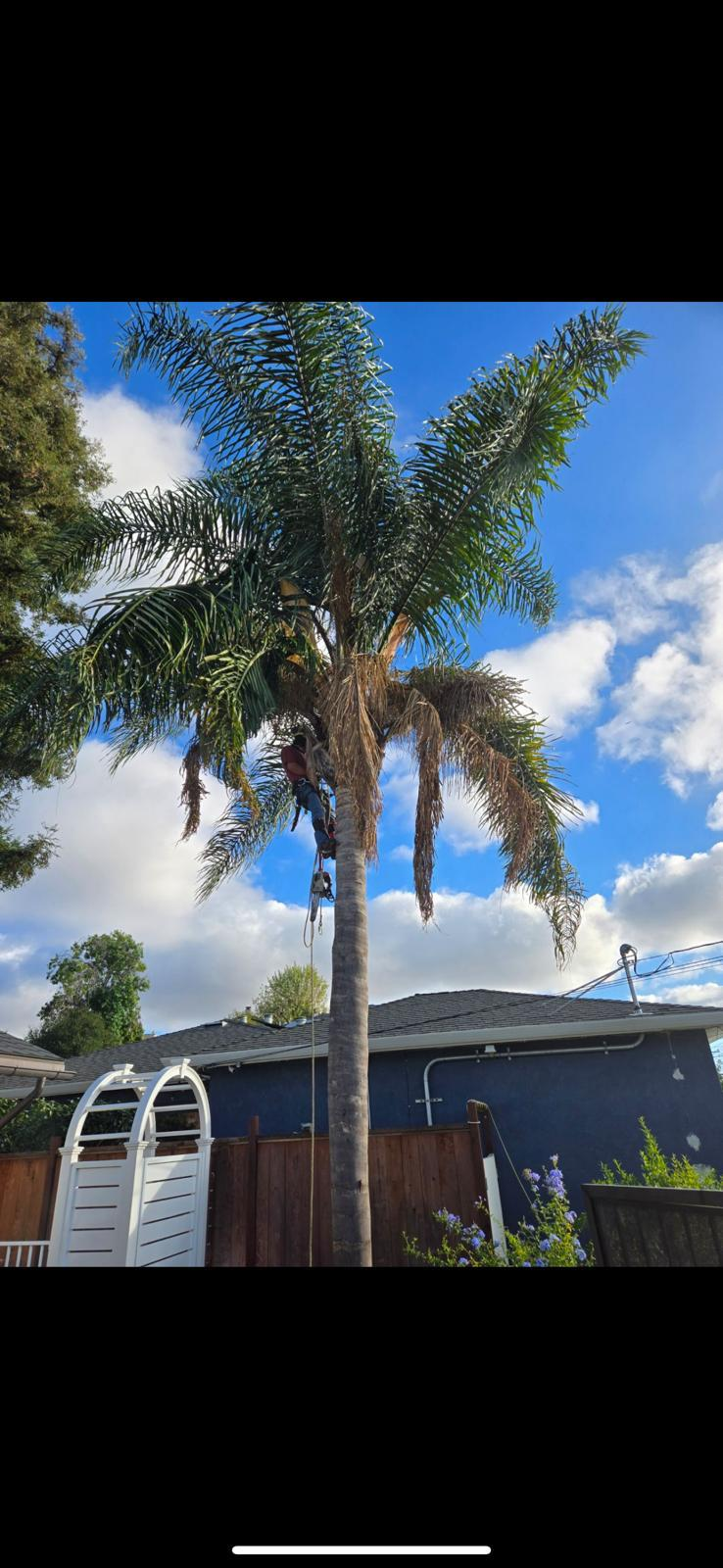 Crew member cleaning a tall palm tree in a backyard